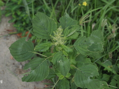 Amaranthus