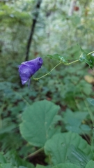 Aconitum uncinatum