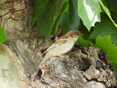 Passer domesticus