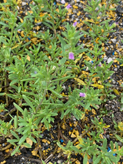 Calibrachoa parviflora