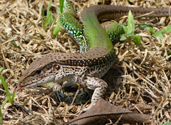 Ameiva ameiva