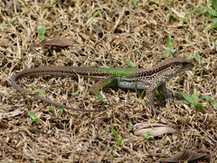 Ameiva ameiva