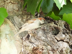Passer domesticus