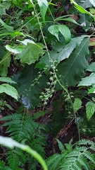 Veratrum parviflorum