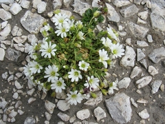 Cerastium uniflorum