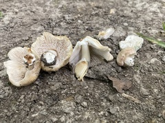 Inocybe albodisca