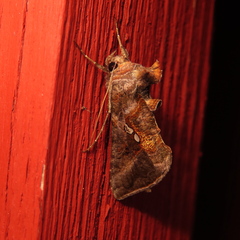 Autographa precationis