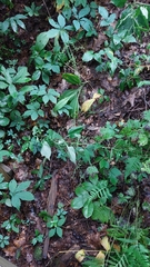 Veratrum parviflorum