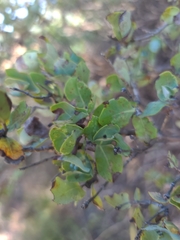Lonicera albiflora