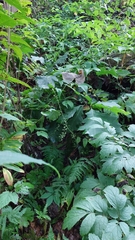 Veratrum parviflorum