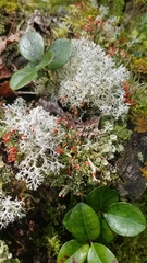 Cladonia cristatella