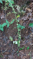 Veratrum parviflorum
