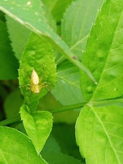 Oxyopes sertatus