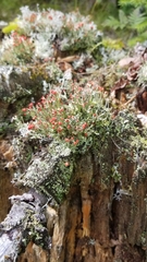 Cladonia cristatella