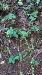 Veratrum parviflorum
