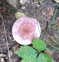 Russula mariae