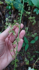 Veratrum parviflorum