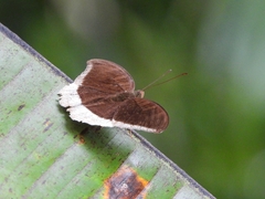 Tanaecia lepidea