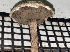 Strobilomyces