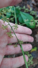 Veratrum parviflorum