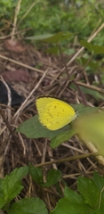 Eurema