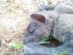 Rousettus leschenaultii