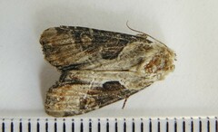 Lateroligia ophiogramma