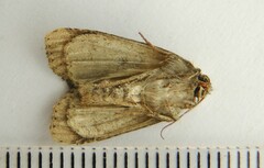 Lateroligia ophiogramma