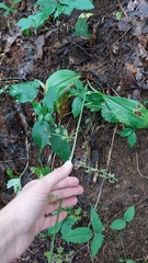 Veratrum parviflorum