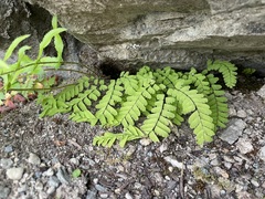 Adiantum aleuticum