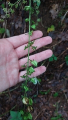 Veratrum parviflorum