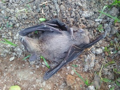 Rousettus leschenaultii