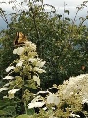 Papilio machaon hippocrates