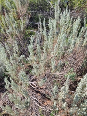 Artemisia filifolia