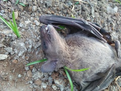 Rousettus leschenaultii