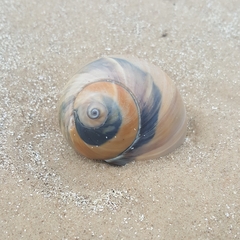 Neverita duplicata