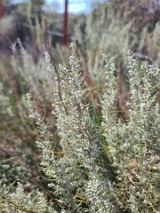 Artemisia filifolia