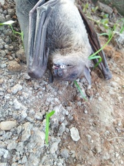 Rousettus leschenaultii