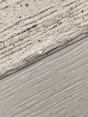 Homoeosoma electella