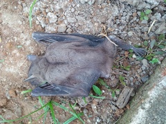 Rousettus leschenaultii