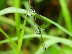 Pseudocopera ciliata