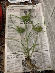 Cyperus odoratus