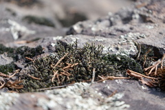 Hedwigia ciliata