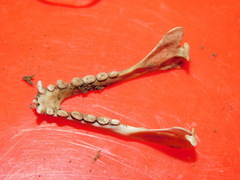 Rousettus leschenaultii