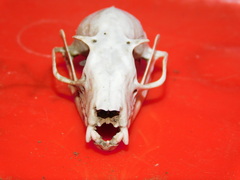 Rousettus leschenaultii