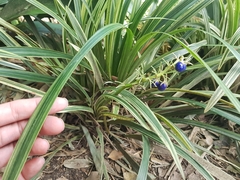 Ophiopogon jaburan
