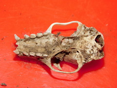 Rousettus leschenaultii