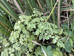 Thalictrum pubescens