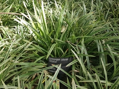 Ophiopogon jaburan