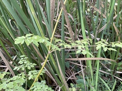 Thalictrum pubescens